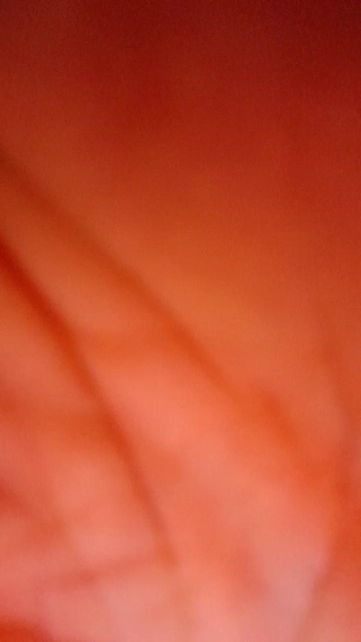 leandrinhocat live from Brazil